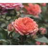 Edelrose 'Chippendale®' -Garten im Freien 7800063 PR MO 002 RoseChippendaleRosenTantauR