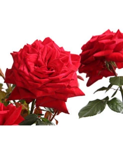 Rosenmix Edel- Und Beetrosen -Garten im Freien 7801103 PR DE 001 RosenInSortenHuckfeldt10LiterEdelroseBurgundDehnerExpressHerzig