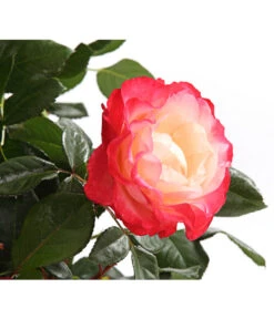 Rosenmix Edel- Und Beetrosen -Garten im Freien 7801103 PR DE 001 RosenInSortenHuckfeldt10LiterEdelroseNostalgieDehnerExpressHerzig