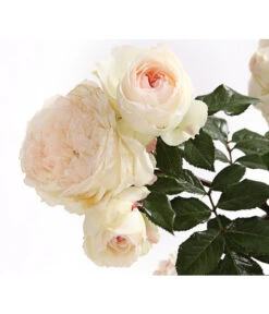 Rosenmix Edel- Und Beetrosen -Garten im Freien 7801103 PR DE 001 RosenInSortenHuckfeldt10LiterEdelroseStephanieBaroninZuGuttenbergDehnerExpressHerzig