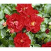 Rose 'Matador®', Stämmchen -Garten im Freien 7803067 WE DE 001 BodendeckerRoseMatadorTantauRotRet 1