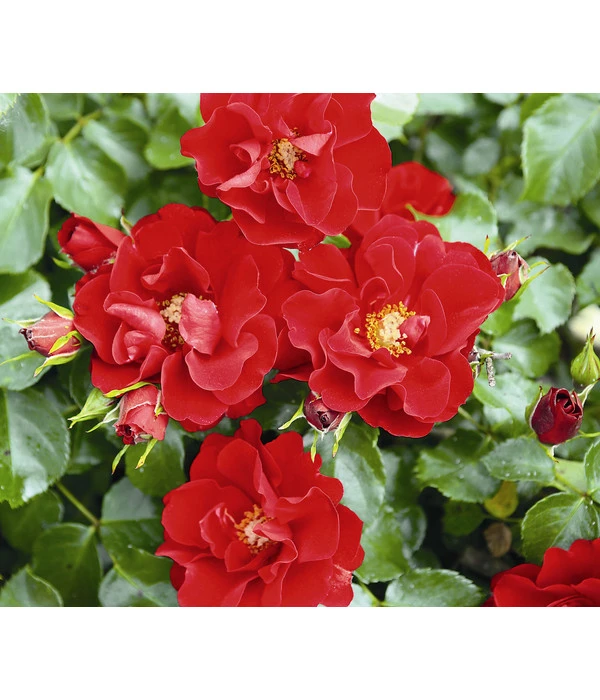 Rose 'Matador®', Stämmchen 3 Rose 'Matador®', Stämmchen