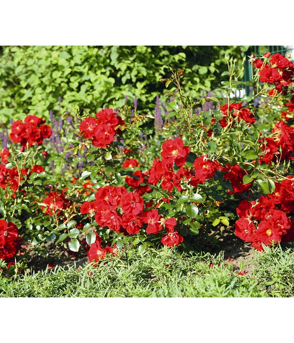 Rose 'Matador®', Stämmchen 5 Rose 'Matador®', Stämmchen – Bild 3