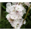 Ramblerrose 'Perennial Blush®' -Garten im Freien 7803323 WE DE 001 RamblerrosePerennialBlushTantauWeissRoseRet