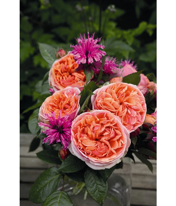 Edelrose 'Chippendale®' 5 Edelrose 'Chippendale®' – Bild 3