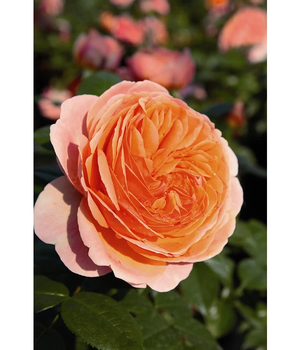 Edelrose 'Chippendale®' 4 Edelrose 'Chippendale®' – Bild 2