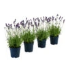 Duft-Lavendel 'Felice', 4er-Set -Garten im Freien 7805773 WE FS 001 LavendelpaketDuftLavendelAngustifoliaFeliceLavandula4Pflanzen