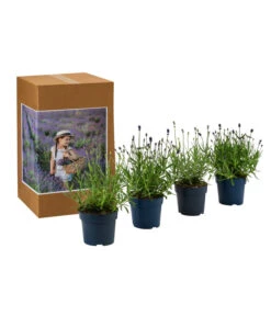 Neu eingetroffen -Garten im Freien 7805781 WE FS 002 LavendelpaketMixLavandula4PflanzenT12
