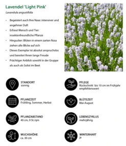 Lavendel-Set Lavendel-Vielfalt, 4-teilig -Garten im Freien 7805781 WE IG 001 LavendelLightPinkAngustifoliaLightPinkLuckner