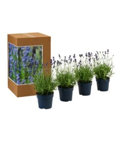 Garten im Freien -Garten im Freien 7805799 WE FS 002 LavendelpaketBieneBienenlavendelLavandula4PflanzenT12