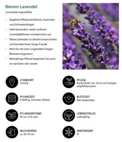 Dehners Bienen-Lavendel, 4er-Set -Garten im Freien 7805799 WE IG 001 BienenLavendel 1