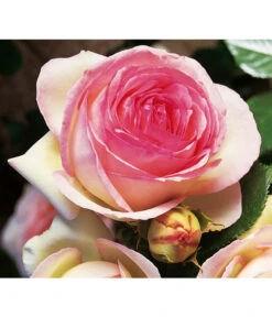 Kletterrose 'Eden Rose®' -Garten im Freien 7841661 BildD 002 KletterroseEdenRoseEdenRose