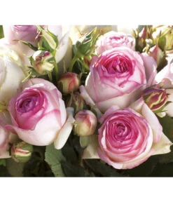Kletterrose 'Eden Rose®' -Garten im Freien 7841661 BildD 003 KletterroseEdenRoseEdenRose