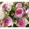 Kletterrose 'Eden Rose®'