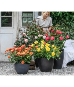 Edelrose 'Nostalgie®', Stämmchen -Garten im Freien 7912694 WE MO 001 Rosen