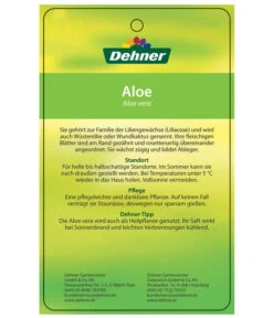 Echte Aloe-Set - Aloe Vera -Garten im Freien 7976202 AloeVeraEtikett2