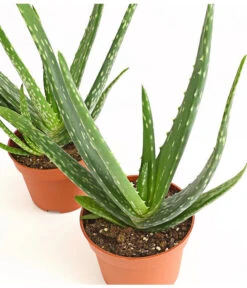 Echte Aloe-Set - Aloe Vera -Garten im Freien 7976236 WE DE 001 AloeVera2erSet2JahreT10DehnerExpressHerzig