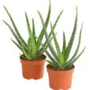 Echte Aloe-Set - Aloe Vera -Garten im Freien 7976236 WE FS 001 AloeVera2erSet2JahreT10DehnerExpressHerzig