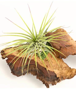 Tillandsien-Arrangement Auf Mopani-Wurzel - Tillandsia Hybride, 2-teilig -Garten im Freien 7977606 WE DE 001 TIllandsienAufMopaniwurzelS1PflanzeDehnerExpressHerzig