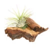 Tillandsien-Arrangement Auf Mopani-Wurzel - Tillandsia Hybride, 2-teilig 1 Tillandsien-Arrangement Auf Mopani-Wurzel - Tillandsia Hybride, 2-teilig -Garten im Freien 7977606 WE FS 001 TIllandsienAufMopaniwurzelS1PflanzeDehnerExpressHerzig