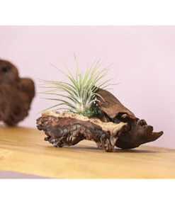 Tillandsien-Arrangement Auf Mopani-Wurzel - Tillandsia Hybride, 2-teilig -Garten im Freien 7977606 WE MO 001 TIllandsienAufMopaniwurzelS1PflanzeDehnerExpressHerzig