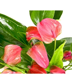 Flamingoblume - Anthurium Andreanum 'Lila Forino' 5 Flamingoblume - Anthurium Andreanum 'Lila Forino' -Garten im Freien 7978042 PR DE 001 AnthuriumAndreanumFlamingoblumeLilaFiorinoT12DehnerExpressHerzig