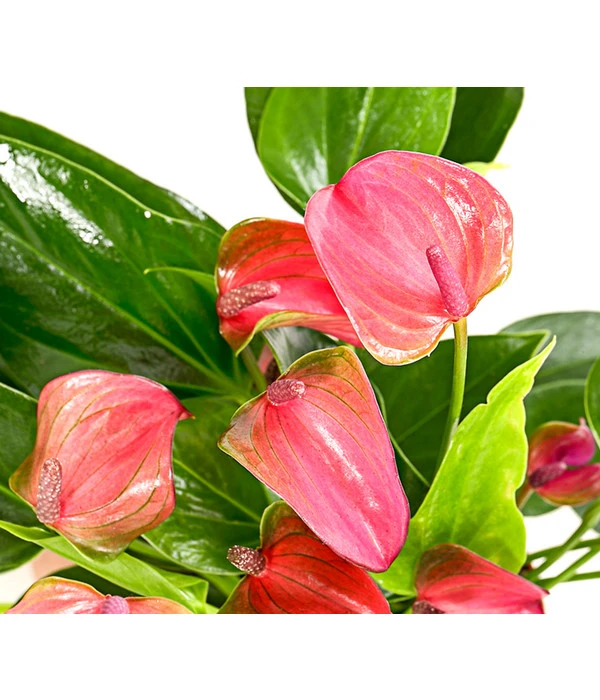 Flamingoblume - Anthurium Andreanum 'Lila Forino' 4 Flamingoblume - Anthurium Andreanum 'Lila Forino' – Bild 2