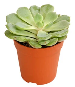 Echeverien-Set - Echeveria, Verschiedene Sorten 11 Echeverien-Set - Echeveria, Verschiedene Sorten -Garten im Freien 7978117 PR FS 002 EcheverieSukkulenten6erSetT6DehnerExpressHerzig