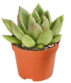 Echeverien-Set - Echeveria, Verschiedene Sorten 12 Echeverien-Set - Echeveria, Verschiedene Sorten -Garten im Freien 7978117 PR FS 003 EcheverieSukkulenten6erSetT6DehnerExpressHerzig