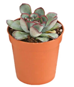 Echeverien-Set - Echeveria, Verschiedene Sorten 13 Echeverien-Set - Echeveria, Verschiedene Sorten -Garten im Freien 7978117 PR FS 004 EcheverieSukkulenten6erSetT6DehnerExpressHerzig