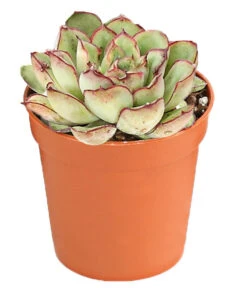 Echeverien-Set - Echeveria, Verschiedene Sorten 14 Echeverien-Set - Echeveria, Verschiedene Sorten -Garten im Freien 7978117 PR FS 005 EcheverieSukkulenten6erSetT6DehnerExpressHerzig