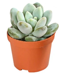 Echeverien-Set - Echeveria, Verschiedene Sorten 15 Echeverien-Set - Echeveria, Verschiedene Sorten -Garten im Freien 7978117 PR FS 006 EcheverieSukkulenten6erSetT6DehnerExpressHerzig