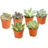 Echeverien-Set - Echeveria, Verschiedene Sorten -Garten im Freien 7978117 PR FS Mix EcheverieSukkulenten6erSetT6DehnerExpressHerzig