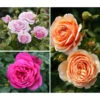 Rosen-Set Dufterlebnis, Pink/lavendel/apricot, 3-teilig -Garten im Freien 7978141 PR MO 001 RosenpaketDufterlebnisTantau