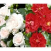 Rosen-Set Pflegeleicht, Rot/weiß, 2-teilig -Garten im Freien 7978240 WE FS 001 RosenSetPflegeleichtrotweiss2teilig