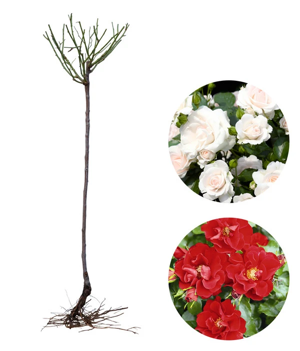 Rosen-Set Pflegeleicht, Rot/weiß, 2-teilig 4 Rosen-Set Pflegeleicht, Rot/weiß, 2-teilig – Bild 2