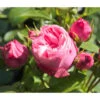 Noblesse® Spray-Rose 'Playful Rokoko®' 2 Noblesse® Spray-Rose 'Playful Rokoko®' -Garten im Freien 7978380 PR DE 001 RosePlayfulRokokoTantau