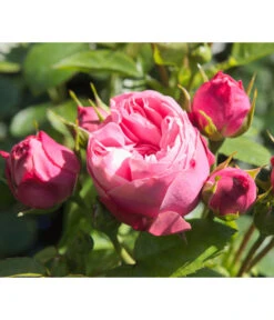 Noblesse® Spray-Rose 'Playful Rokoko®'
