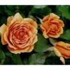Edelrose 'Ashram®' -Garten im Freien 7988371 WE DE 001 EdelroseAshramTantau