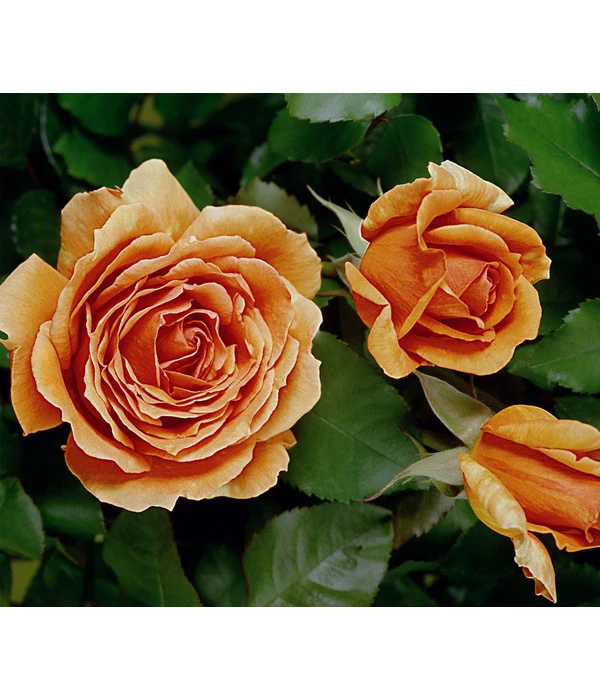 Edelrose 'Ashram®' 3 Edelrose 'Ashram®'