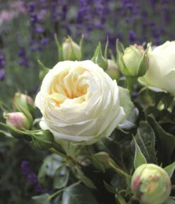 Nostalgie®-Edelrose 'Wedding Piano®' -Garten im Freien 7988413 PR DE 001 EdelroseWeddingPianoTantau