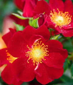 Beetrose 'Bienenweide®', Rot 7 Beetrose 'Bienenweide®', Rot -Garten im Freien 7988488 PR DE 001 RoseBienenweideRotTantau