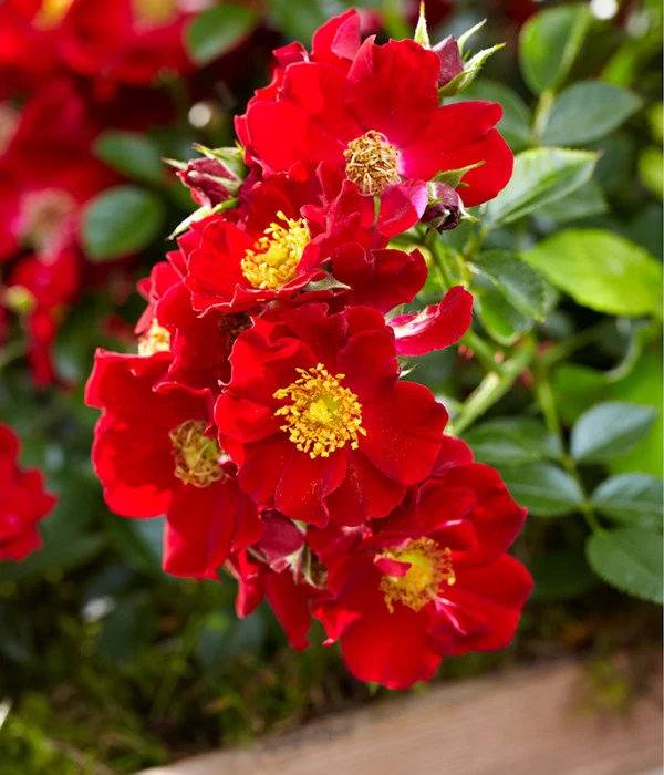 Beetrose 'Bienenweide®', Rot 4 Beetrose 'Bienenweide®', Rot – Bild 2