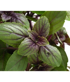 Dehner Gourmet Garten Strauchbasilikum 'Magic Blue' -Garten im Freien 8001869 WE DE 001 GourmetGartenBasilikumMagicBlue