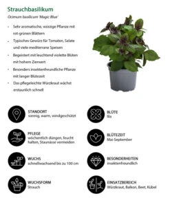 Dehner Gourmet Garten Strauchbasilikum 'Magic Blue' -Garten im Freien 8001869 WE IG 001 Strauchbasilikum