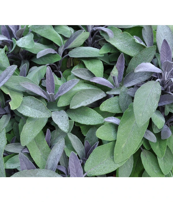 Dehner Gourmet Garten Purpursalbei 4 Dehner Gourmet Garten Purpursalbei – Bild 2