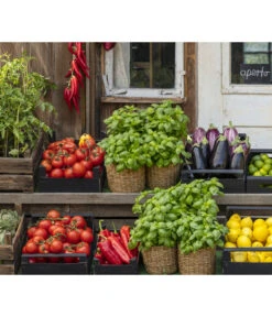 Tomate 'Garance' -Garten im Freien 8002578 WE MO 001 BellaItaliaTomatePaprikaBasilikum2021GC04