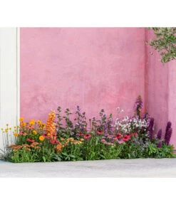 Zwergzinnie, Verschiedene Sorten -Garten im Freien 8003071 WE MO 001 AchilleaT19 NaturGarten Sommerstory 2023 04