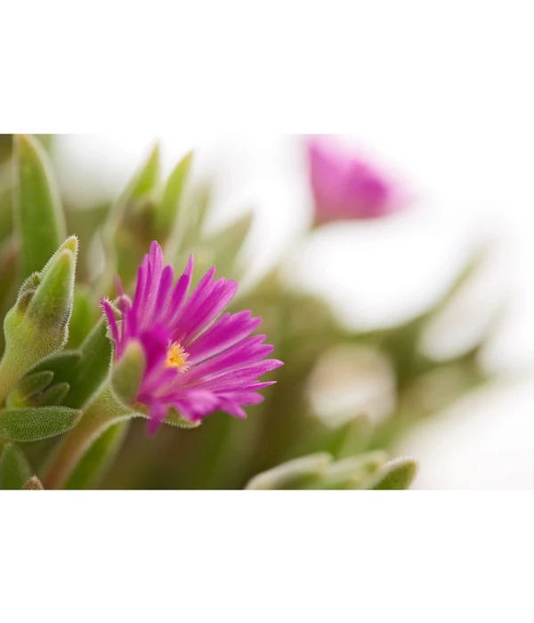 Mittagsblume 'Firespinner' – Bild 5