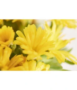 Mittagsblume 'Firespinner' -Garten im Freien 8003162 PR DE 003 MittagsblumeFirespinnerDelospermaT12DehnerExpressZS